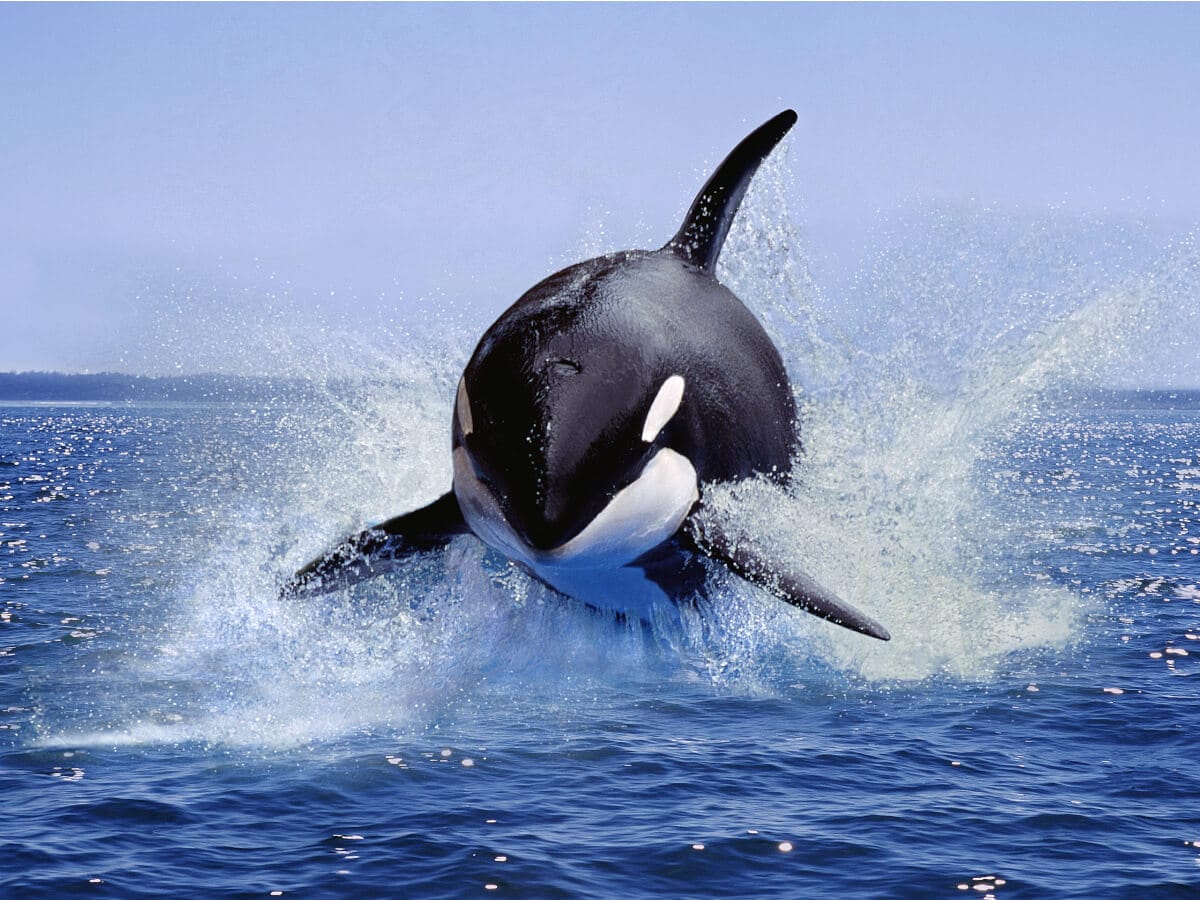 See Orca Killer Whales jumping in Bremer Bay Canyon