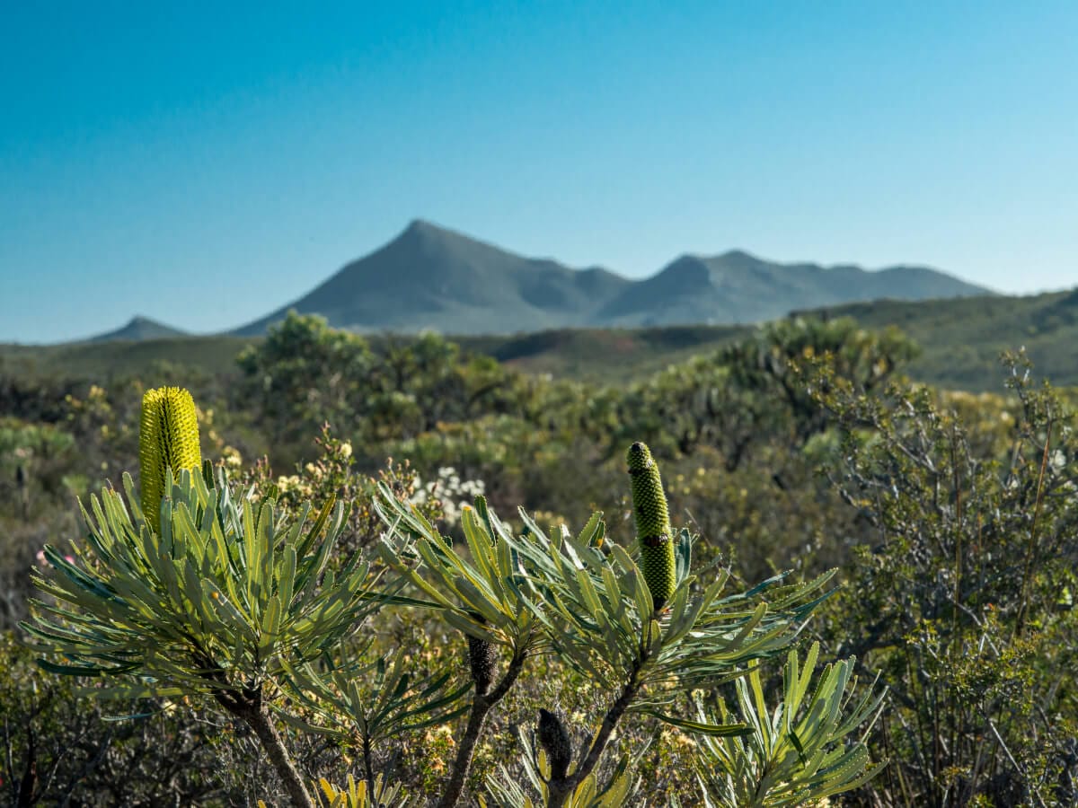 Fitzgerald River National Park with Mount Barren in background Fitzgerald River National Park with Mount Barren in background