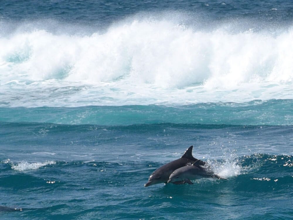 See dolphins jumping in the surf