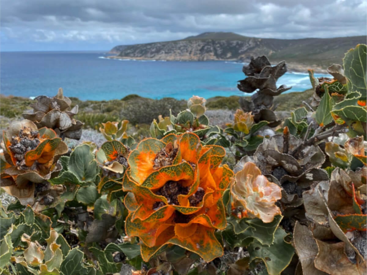 Be amazed by the wildflowers in Fitzgerald River National Park