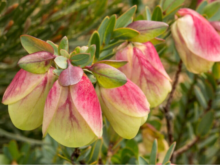 Quaalup Bell (Pimelea physodes)