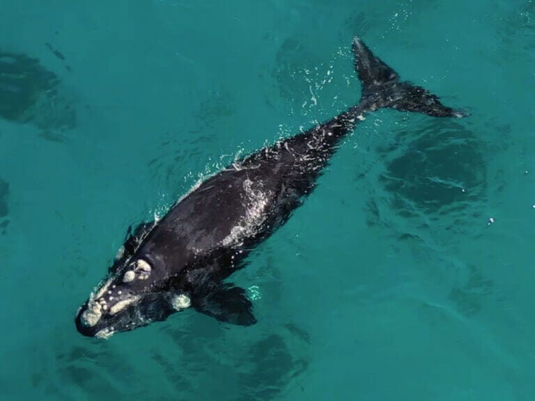 Southern Right Whale at Blossoms Beach, Bremer Bay - Credit: Chris Meuzelaar