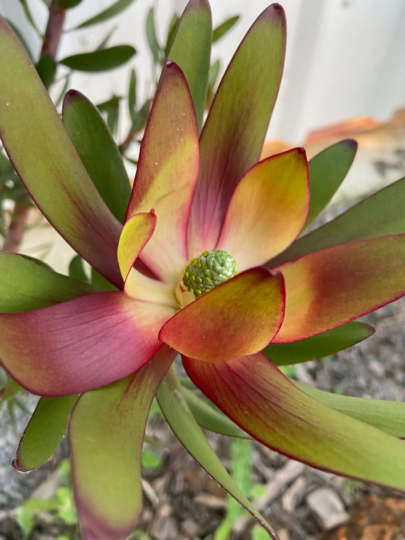 Garden - Block 785 - Accommodation in Bremer Bay - Lot 785 Freeman Drive Bremer Bay