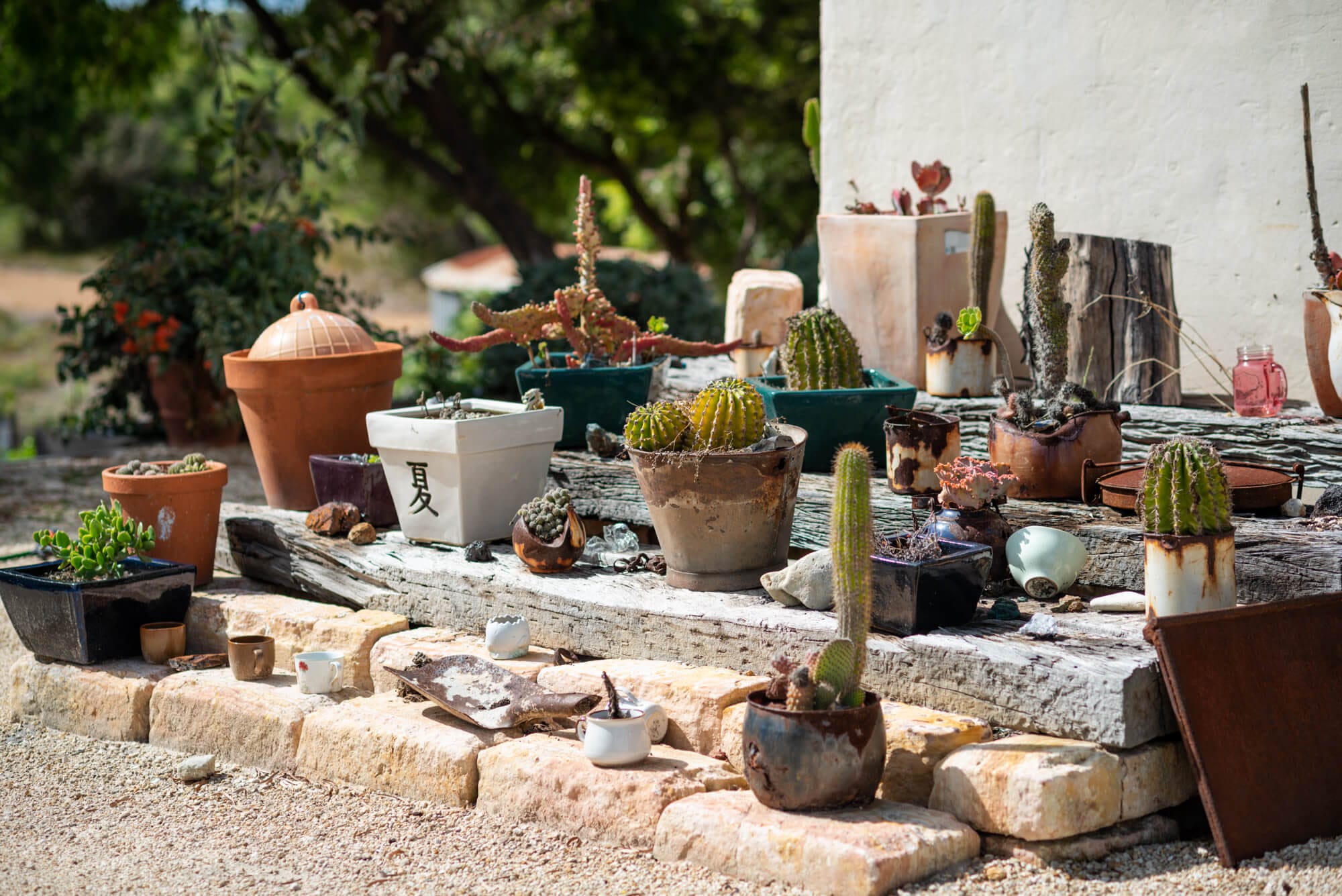 Blossoms - 55 Gneiss Hill Road Bremer Bay - Cactus Plants
